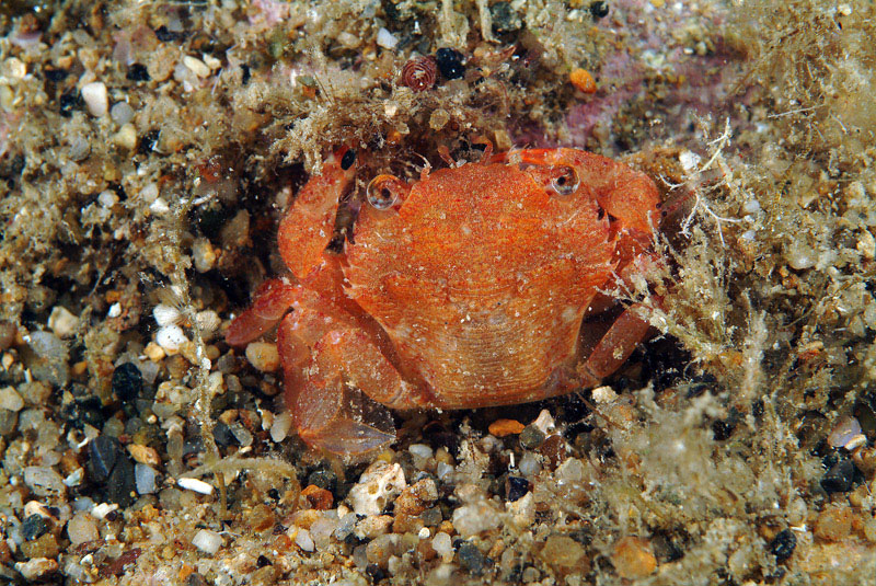 Liocarcinus corrugatus juv.